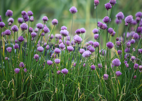 Zalika